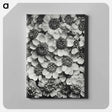 アートパネル-Achillea Clypeolata - カール ブロスフェルト Canvas.