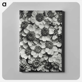 アートパネル-Achillea Clypeolata - カール ブロスフェルト Canvas.