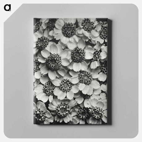 アートパネル-Achillea Clypeolata - カール ブロスフェルト Canvas.