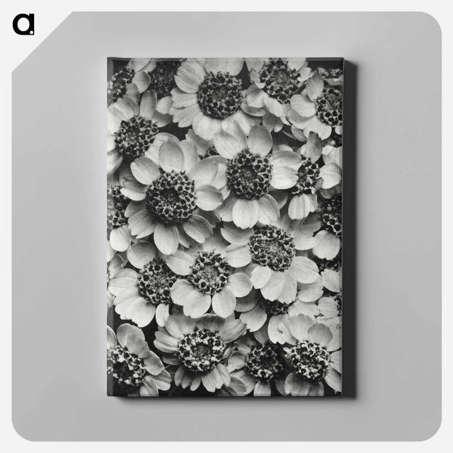 アートパネル-Achillea Clypeolata - カール ブロスフェルト Canvas.