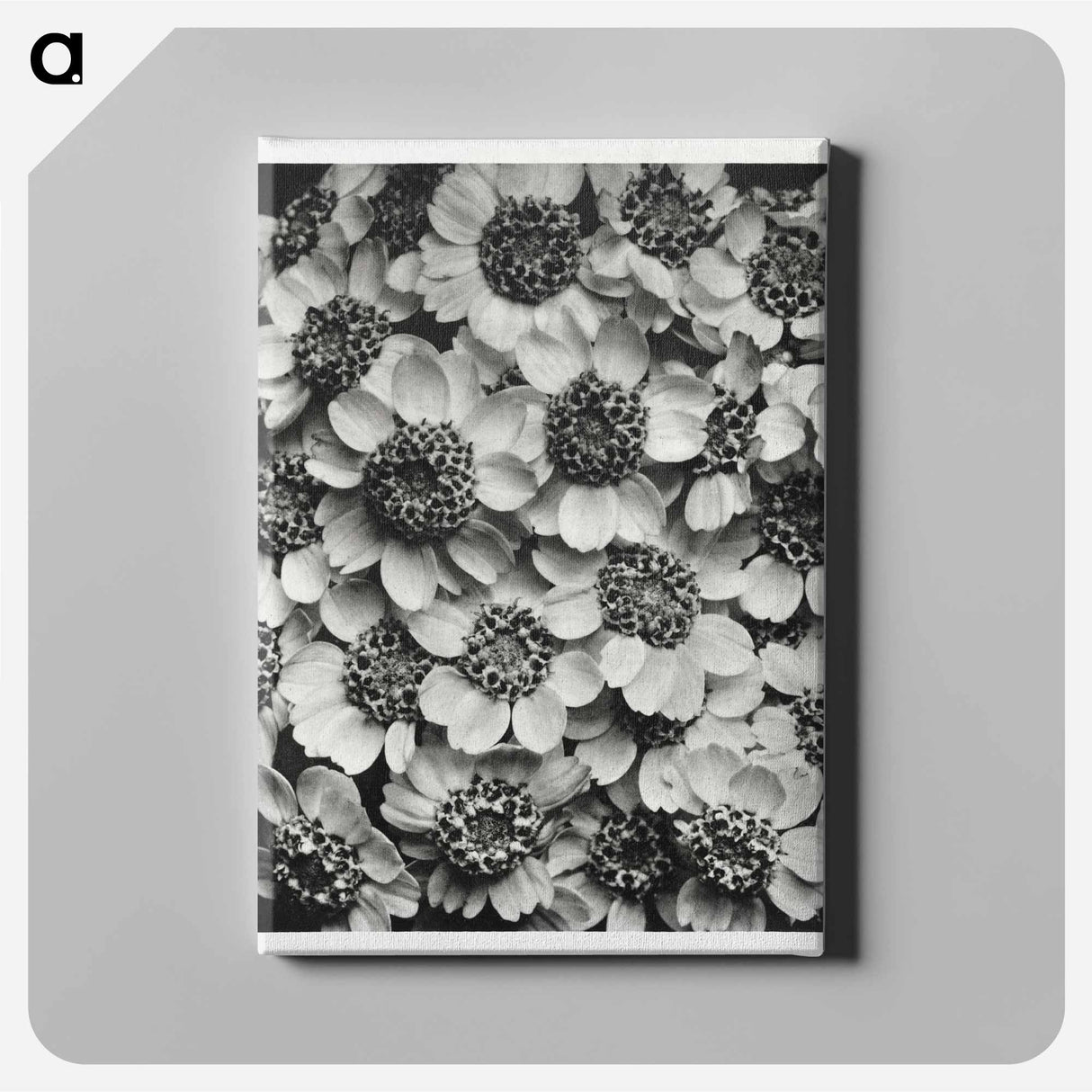 Achillea Clypeolata - Karl Blossfeldt Canvas.