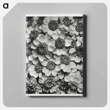 Achillea Clypeolata - Karl Blossfeldt Canvas.
