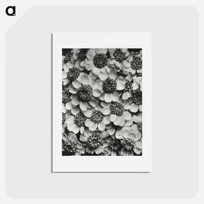 アートポストカード-Achillea Clypeolata - カール ブロスフェルト Postcard.