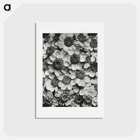 アートポストカード-Achillea Clypeolata - カール ブロスフェルト Postcard.