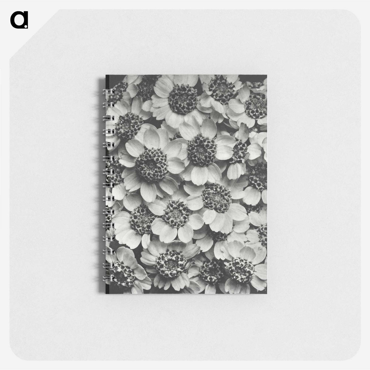 1-16_Karl-Blossfeldt_memo