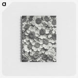 1-16_Karl-Blossfeldt_memo
