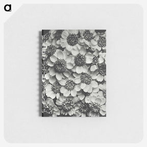 1-16_Karl-Blossfeldt_memo
