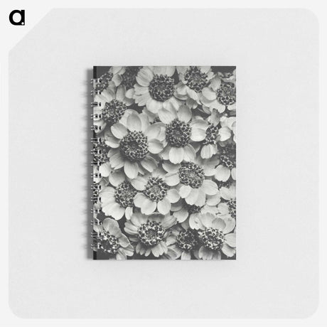 1-16_Karl-Blossfeldt_memo