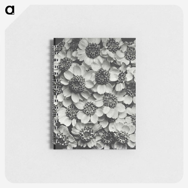 1-16_Karl-Blossfeldt_memo
