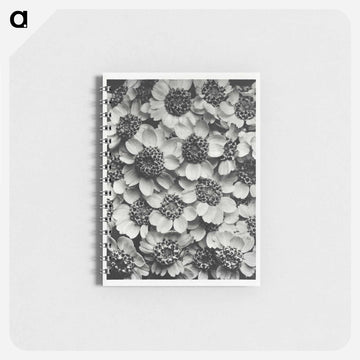 Achillea Clypeolata - カール ブロスフェルト Memo.