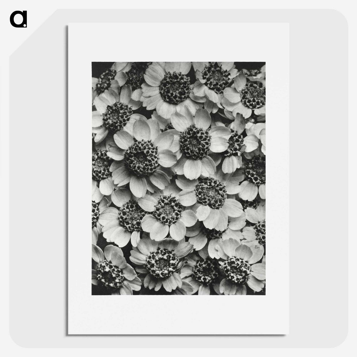 1-16_Karl-Blossfeldt_picture