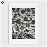 1-16_Karl-Blossfeldt_picture