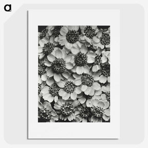 1-16_Karl-Blossfeldt_picture