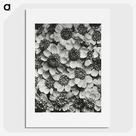 1-16_Karl-Blossfeldt_picture