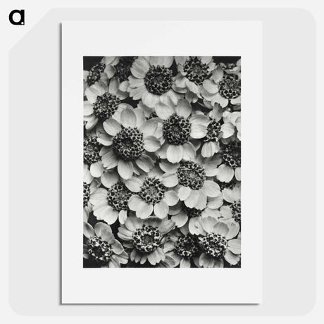 アートポスター-Achillea Clypeolata - カール ブロスフェルト Poster.