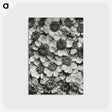 1-16_Karl-Blossfeldt_postcard