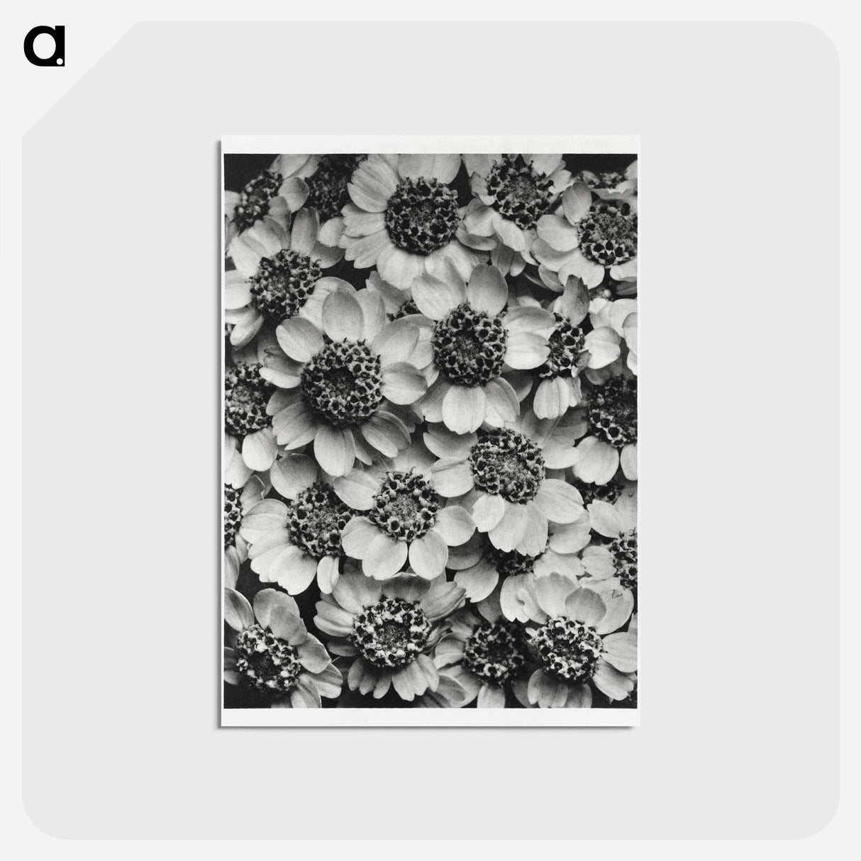 アートポストカード-Achillea Clypeolata - カール ブロスフェルト Postcard.
