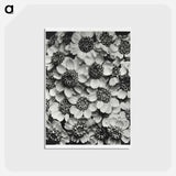 アートポストカード-Achillea Clypeolata - カール ブロスフェルト Postcard.