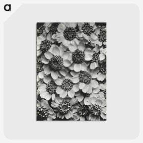 1-16_Karl-Blossfeldt_postcard