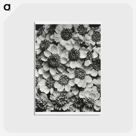 アートポストカード-Achillea Clypeolata - カール ブロスフェルト Postcard.