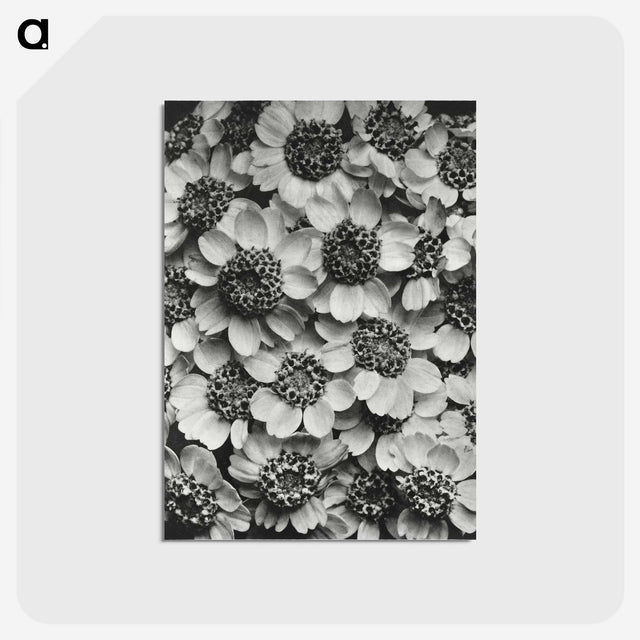 1-16_Karl-Blossfeldt_postcard