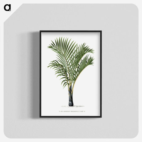 1-16_Les-Palmiers-Histoire-Iconographique_blk-crop