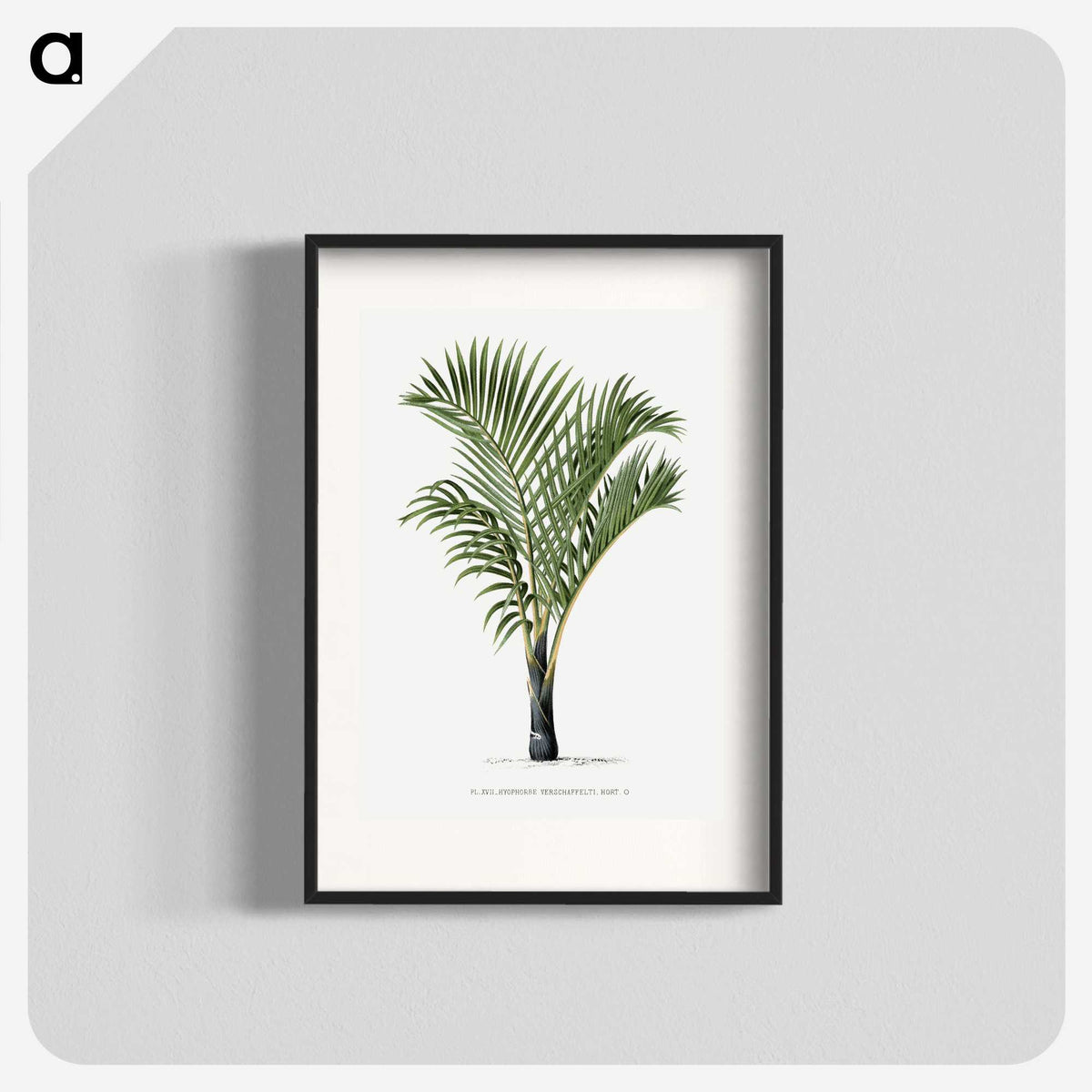 1-16_Les-Palmiers-Histoire-Iconographique_blk