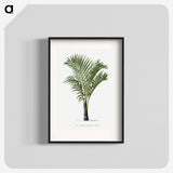 1-16_Les-Palmiers-Histoire-Iconographique_blk