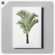 1-16_Les-Palmiers-Histoire-Iconographique_canvas
