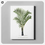 1-16_Les-Palmiers-Histoire-Iconographique_canvas
