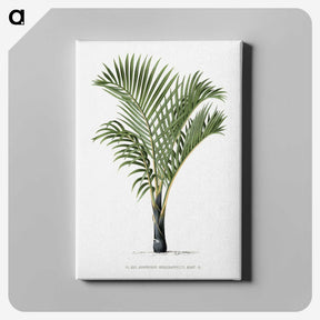 1-16_Les-Palmiers-Histoire-Iconographique_canvas