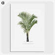 1-16_Les-Palmiers-Histoire-Iconographique_picture