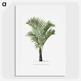 1-16_Les-Palmiers-Histoire-Iconographique_picture