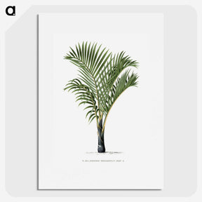 1-16_Les-Palmiers-Histoire-Iconographique_picture