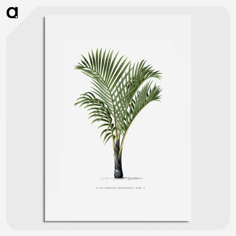 1-16_Les-Palmiers-Histoire-Iconographique_picture