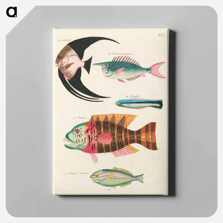 アートパネル-Moluccan Fishes
 - ルイ ルナール Canvas.