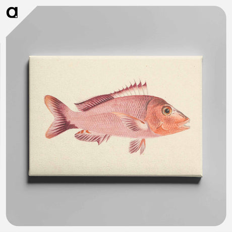 アートパネル-Unidentified Fish
 - ルイージ バルガーニ Canvas.