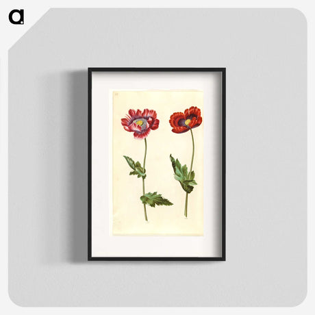 1-16_Maria-Sibylla-Merian_blk