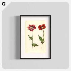 アートポスター-Papaver somniferum
 - マリア ジビーラ メーリアン Poster.