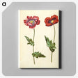 1-16_Maria-Sibylla-Merian_canvas