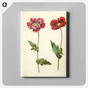 アートパネル-Papaver somniferum
 - マリア ジビーラ メーリアン Canvas.