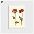 アートポストカード-Papaver somniferum
 - マリア ジビーラ メーリアン Postcard.