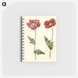 1-16_Maria-Sibylla-Merian_memo