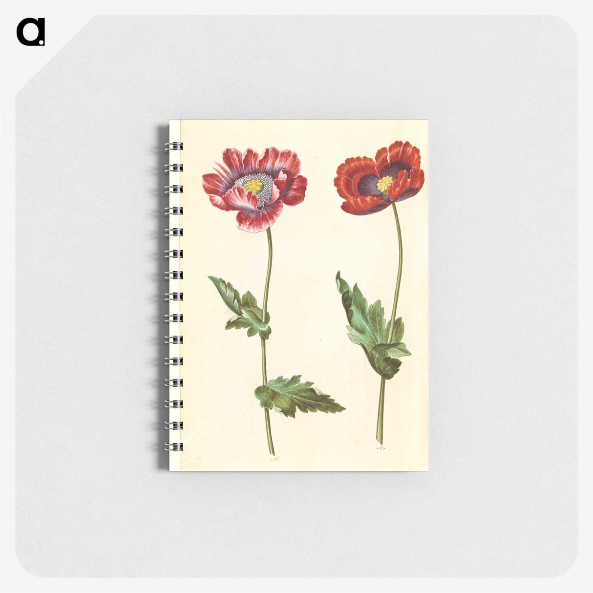1-16_Maria-Sibylla-Merian_memo