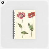 1-16_Maria-Sibylla-Merian_memo