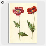 1-16_Maria-Sibylla-Merian_picture-crop