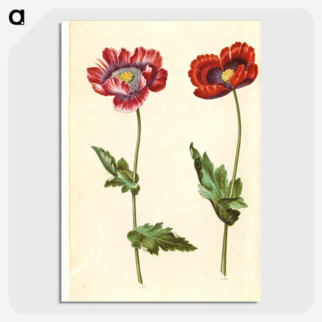 1-16_Maria-Sibylla-Merian_picture-crop