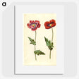 1-16_Maria-Sibylla-Merian_picture