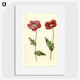 1-16_Maria-Sibylla-Merian_picture