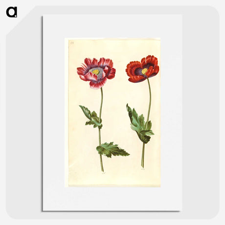 1-16_Maria-Sibylla-Merian_picture